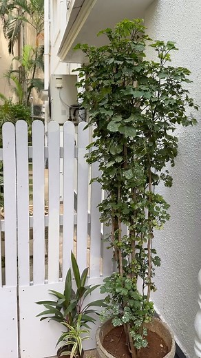 G Venket Ram on Instagram