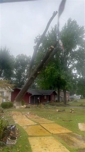 Big Tree Joe! #treework #arborist #treeremoval #bigtree #skilledtrades #logging #heavyequipment