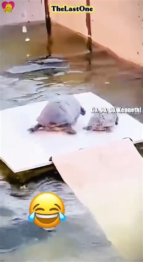 Funny voice-over compilations.😆🤣🤣 #funnypets #funnyvideos #fun | Animals First