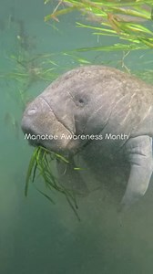 27 reactions · 3 comments | Did you know that November is Manatee...