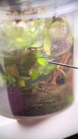 This is what a hydra looks like under the microscope!