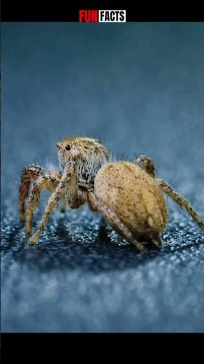 🕷️The Spider That Can Jump 50x Its Body | Nature’s Tiny Legend #jumpingspiders