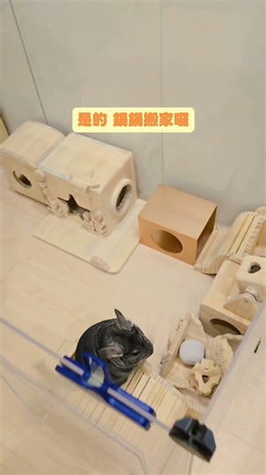 龍貓搬新家！小可愛的探索之旅｜英文：Chinchilla's New Home! Cute Explorer's Adventure｜日文：チンチラ新居へ！可愛い探検の旅