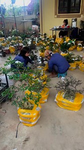 Cây cảnh đẹp dành cho anh em đam mê sân vườn đẹp | Duy Tâm Cây Cảnh NĐ