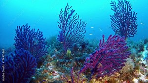 Red soft coral gorgonians in the mediterranean