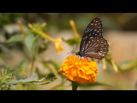[Grátis] Natureza | Paisagens - Vídeos Gratuitos | Sem Copyright | Creative Commons
