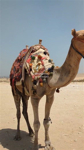 The TRUTH About Visiting the Giza Plateau: Expectation vs. Reality #egypt #pyramidsofegypt #ancient