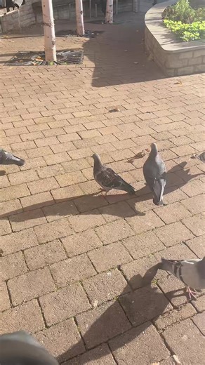 ruby.notts (@ruby.notts)’s videos with original sound - ruby.notts