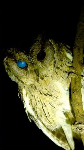 Rare Night Sighting of Indian Scops Owl | Hidden Predator Revealed