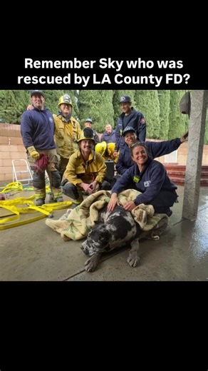 Remember Sky — the dog rescued by LA County Fire after being trapped during the fireworks? When his owner chose not to reclaim him, West Coast Cane Corso Rescue stepped up. Today, he has a new name. Capone. He’s settling in, starting training, and learning what it feels like to be safe and wanted. We’re so grateful to every single person who helped change his story — from the first responders to the rescue to his new family. This is what community looks like. Follow @caponetherescue to watch his