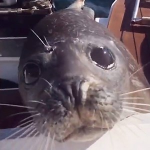 16M views · 246K reactions | This terrified little seal was being chased by a group of hungry orcas, so he jumped on a family's boat to escape! | LADbible | Facebook