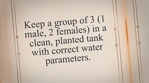 How to Breed Pea Puffers