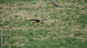 Northern Harrier Hawk bird soaring flying maneuvering left to right across grass field meadow hunting searching for prey in pacific northwest in slow motion