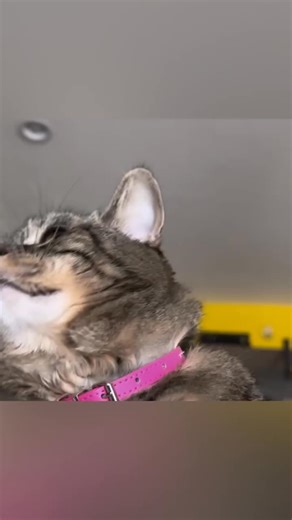Penny won’t stop! #talkingcat | Penny The Cat