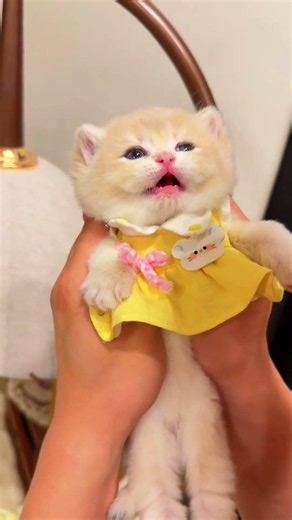The Cutest Kitten You'll See Today! 😻🐾 | So Sweet & Adorable #shorts