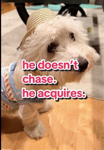 The Coton de Tulear: A Unique Approach to Playfulness