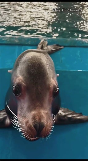 funny #thaytaichannel #funny #troll