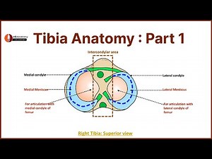Tibia Anatomy Made Easy (Part 1) | Identification, Upper End, Mnemonics & Clinical Notes
