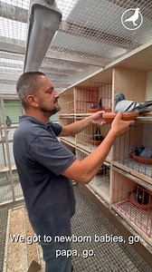 183K views · 10K reactions | Start to pigeon #6: what do young baby pigeons eat?  | PIPA | Facebook