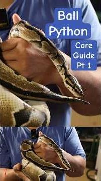 The Ball Python Care Guide of 2026 Pt 1