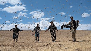 Locust outbreaks could get worse as global temperatures continue to climb, scientists say