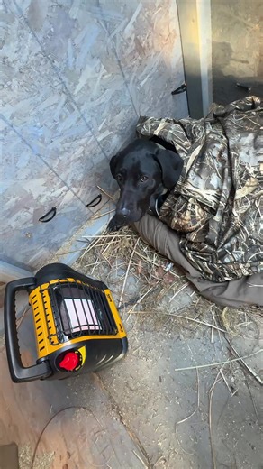 Keeping Kobuk Warm with the Princess Treatment