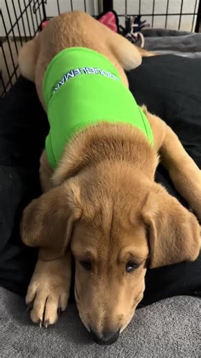 vanessawoodscarmody (@vanessawoodscarmody)’s videos with original sound - vanessawoodscarmody