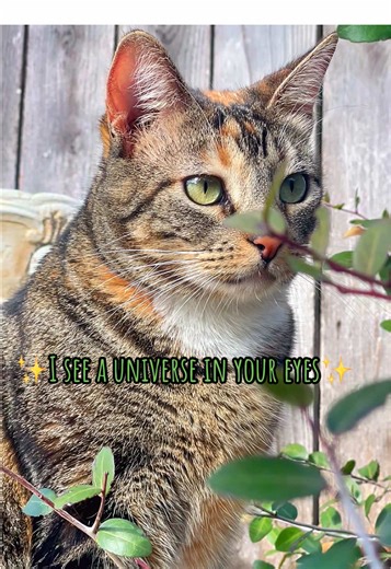 😸Cute fluffy cat Tuffy😸✨I see a universe in your eyes✨ #fy #catlife #catsoftiktok #foryoupage #cat