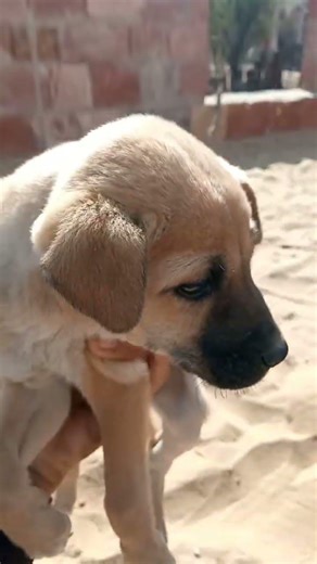 cute baby dog 🐕🐕🐕 #funny #dogs #pets #viral #reels #shorts #love #ytshorts #cute #trending #coco #yt
