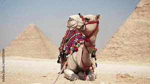 Close up of the camel lies on the sand in the desert with The Pyramids of Giza in the background. Most popular tourist attraction of Egypt