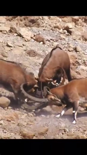Fighting of Himalayan Ibex 🥰 #shanglawildlife #whitemountains #himalayan #naturelovers #Markhor #ibex | Shangla Wildlife