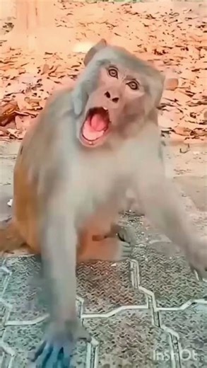 cute cat 😺🐈 voice 🔊💞 & monkey 🐒 funny 🤣#funnyvideos #monkey #cat #viral #video #funny #shorts #yt