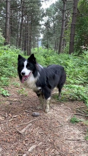Five things we love about Border Collies