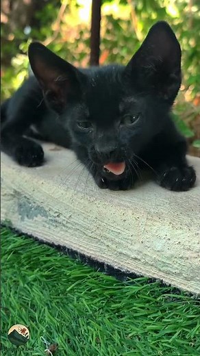 Sleepy Black Kitten Yawning 😻✨ | Cutest Cat Moment