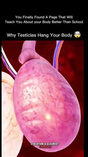 Why testicles🍒hang outside the body?🤔.#BiologyFacts #HumanBody #Science #MedicalFacts #Shorts