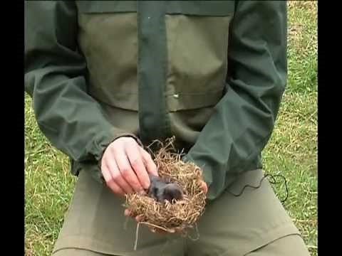 Comment se débarrasser facilement des taupes dans votre jardin ?