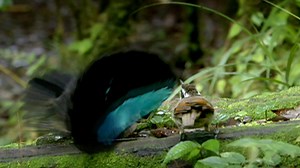Nature - Superb Bird of Paradise - Twin Cities PBS
