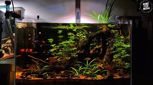 令人惊叹的水下世界——探索一个原生水族箱的美丽之处 #878