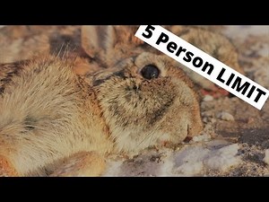 Best Day Rabbit Hunting With NO DOG!!