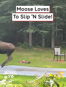 1.3M views · 10K reactions | Moose Loves To Slip 'N Slide! | Michael Yo | Facebook