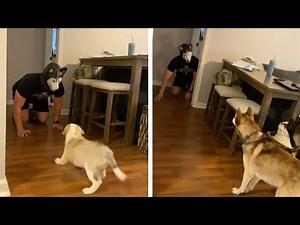 Owner Scares Dogs While Wearing Husky Mask
