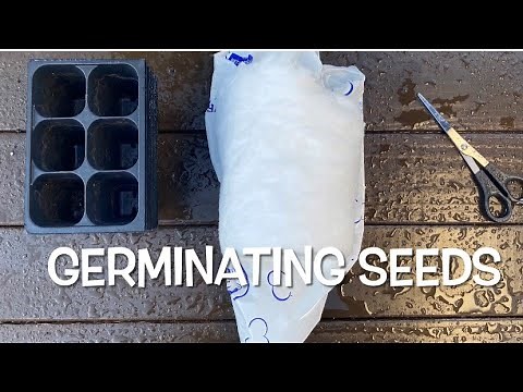 Germinating seeds: the cotton method.