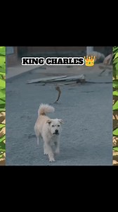 318K views · 7.6K reactions | King Charles  #alphadog #kingcharles #doglover #alphaleader #facebookreelsviral #algorithm #faceboookalgorithm #monetization #reelschallenge #viralreelschallenge #fypchallenge #fyp #kingcharlesdog | King Charles Alpha Dog | Facebook