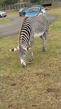Woburn Safari Park!!