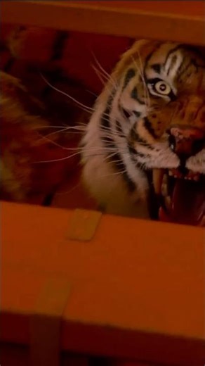 Ocean Survival Story 😨 | Life of Pi Hindi