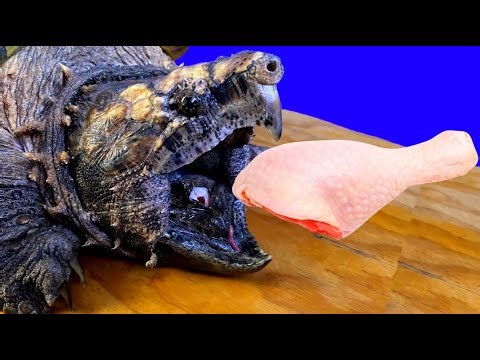 Feeding An Alligator Snapping Turtle | Tortoise Eating Chicken 🐢20
