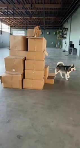 2.9K views · 45 reactions | Hide-and-seek challenge: Cat = genius, Dog = confused  #viral #funny #cat #dog #funnyvideos | Viral News Today | Facebook