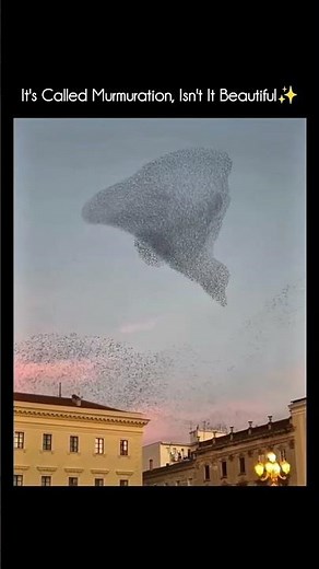 Murmuration is a spectacular natural phenomenon