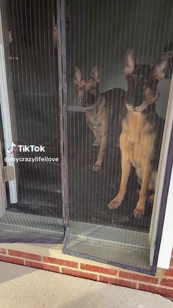 Mastering Impulse Control in Puppy Training