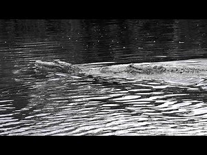 Alligator Mating Ritual in 4K Wildlife Video
